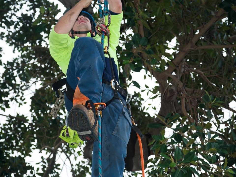 Qualified arborist working in a mature tree during a property survey in Staffordshire