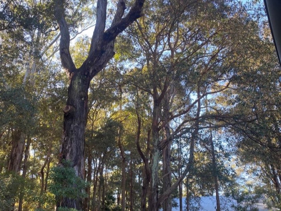 Mature trees in a Staffordshire parkland setting due for routine re-inspection